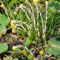 Colt's-foot